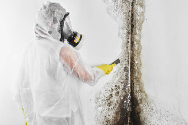 Best Mold Removal for HVAC Installations  in Wilkes Barre, PA